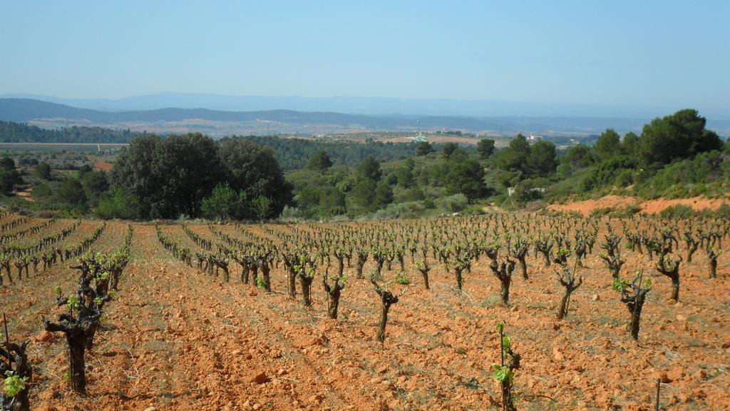 Finca Casa Nueva Requena Exteriör bild